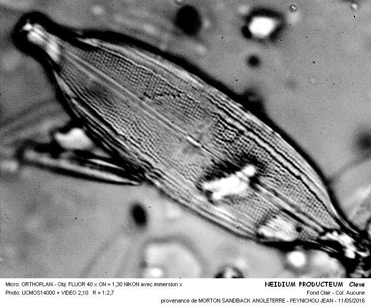 NEIDIUM PRODUCTUM Cleve #45092