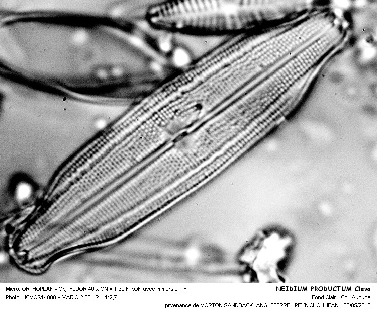 NEIDIUM PRODUCTUM Cleve #45041