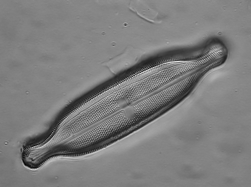 Neidium productum (W.Smith) Cleve #18548