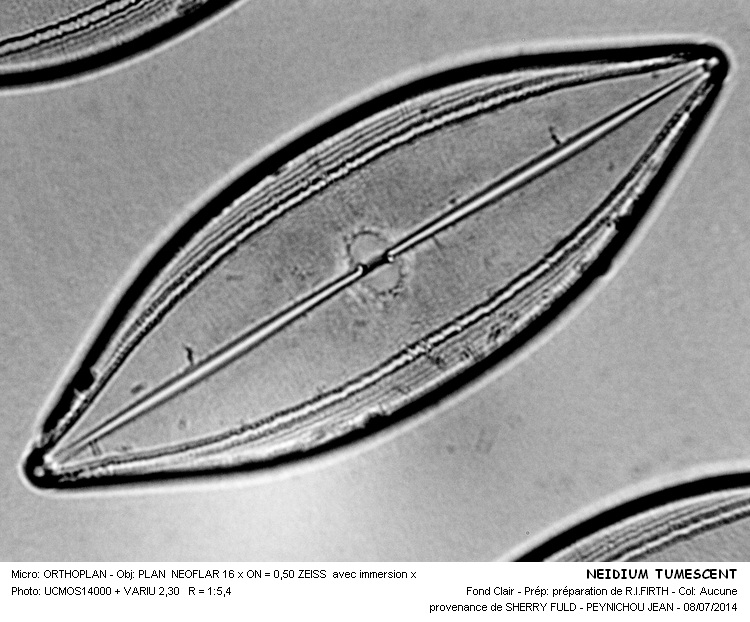 NEIDIUM TUMESCENT #38160