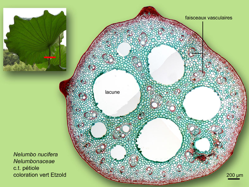 Nelumbo nucifera, histologie,histology. #24030