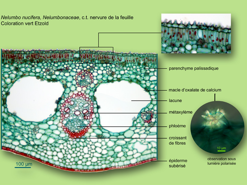 Nelumbo nucifera, histologie,histology. #24032