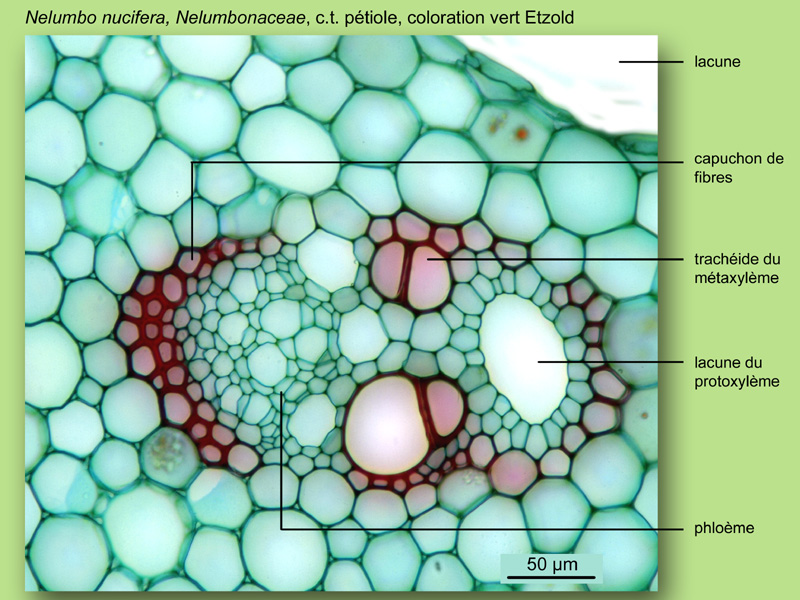 Nelumbo nucifera, histologie,histology. #24031