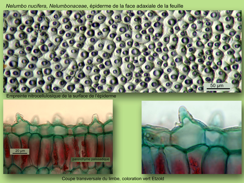 Nelumbo nucifera, histologie,histology. #24033