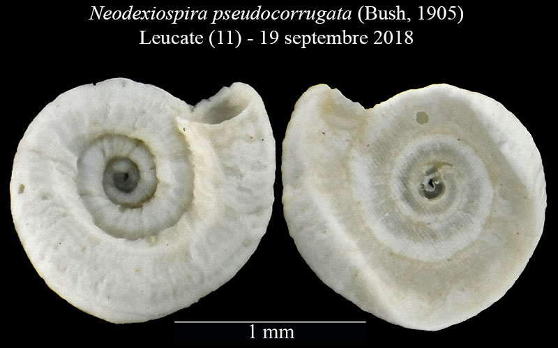 Neodexiospira pseudocorrugata [Serpulidae] #58739