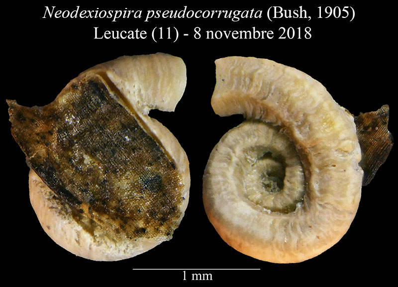 Neodexiospira pseudocorrugata [Serpulidae] #58737