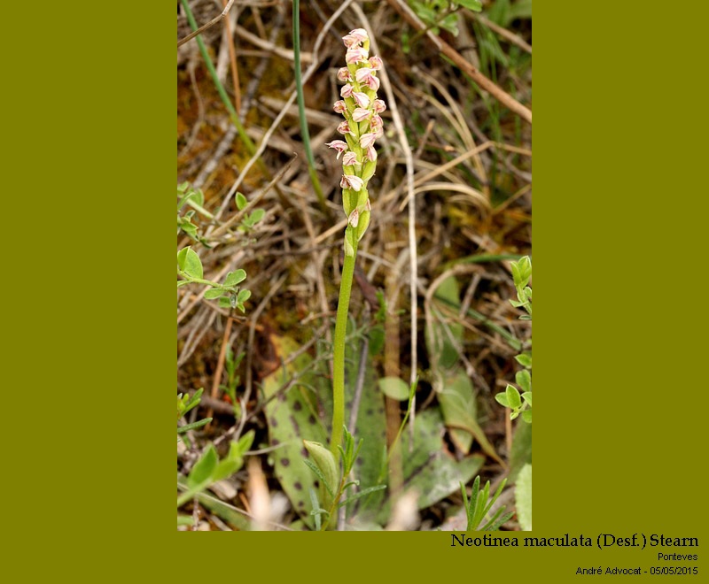 Neotinea maculata ( Desfontaines) Stearn #41427