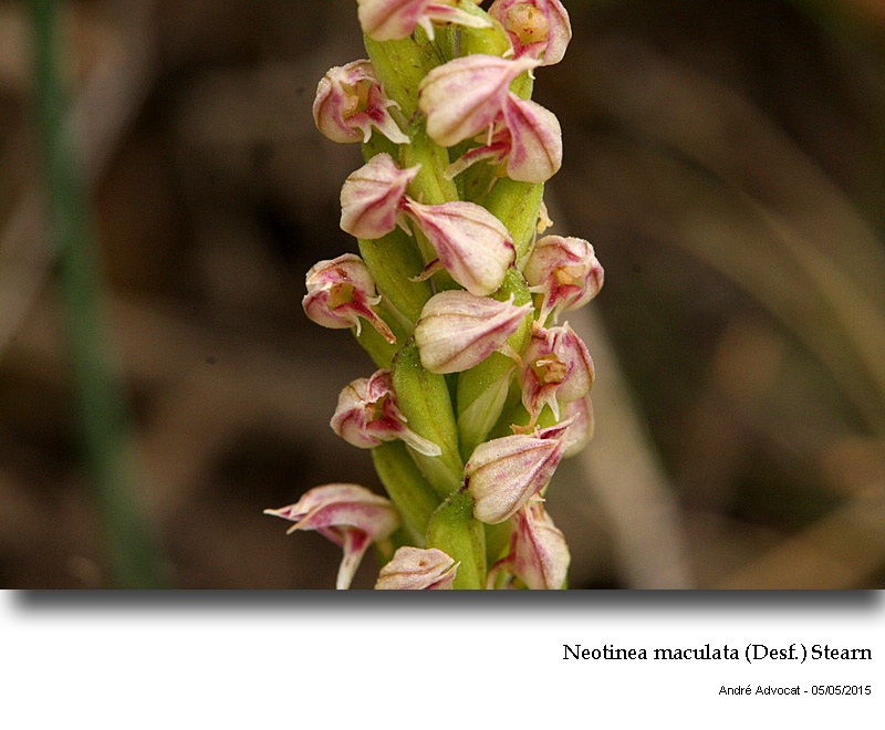 Neotinea maculata ( Desfontaines) Stearn #41428