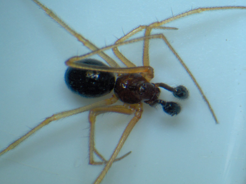 Neottiura bimaculata - Theridiidae #13645