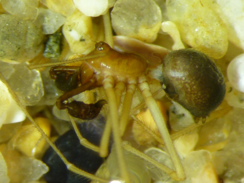Neottiura bimaculata - Theridiidae #13646