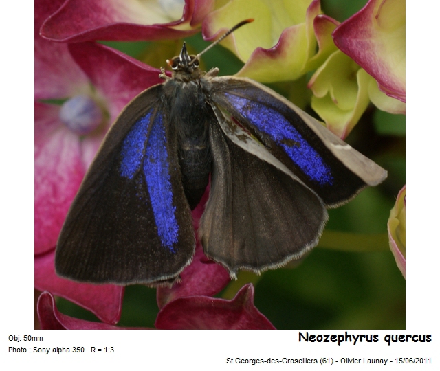 Neozephyrus quercus (L., 1758) - Thécla du Chêne #22714