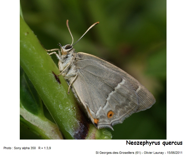 Neozephyrus quercus (L., 1758) - Thécla du Chêne #22713