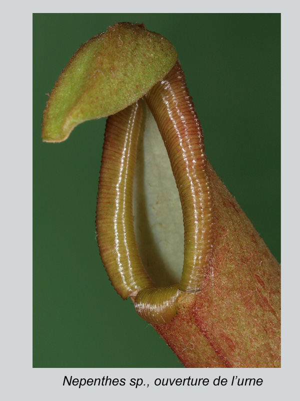 Nepenthes sp. urne suite, histologie #19087