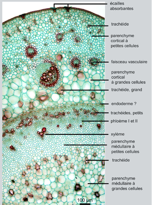 Nepenthes sp., tige, histologie #19121