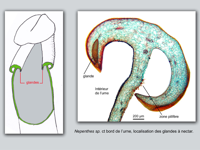 Nepenthes sp. urne suite, histologie #19088