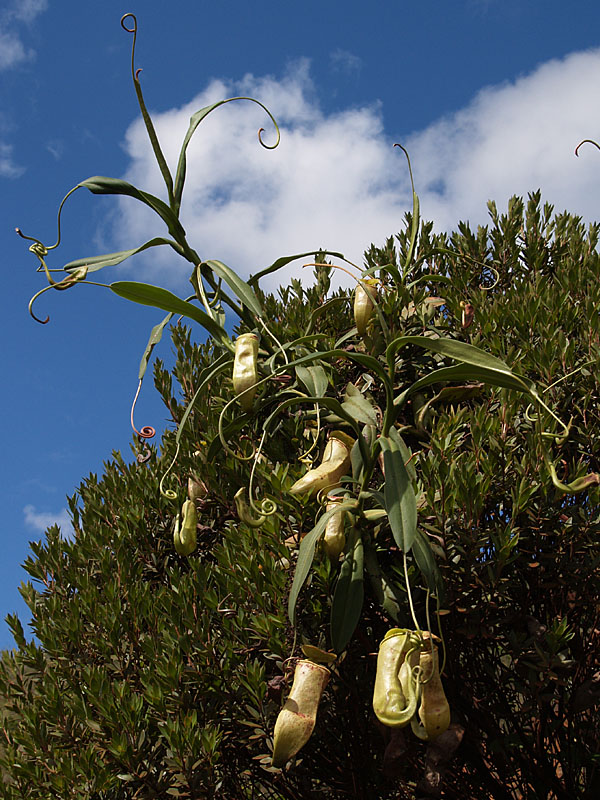 Nepenthes sp., tige, histologie #19124