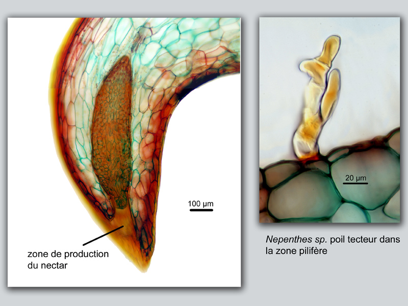 Nepenthes sp. urne suite, histologie #19089