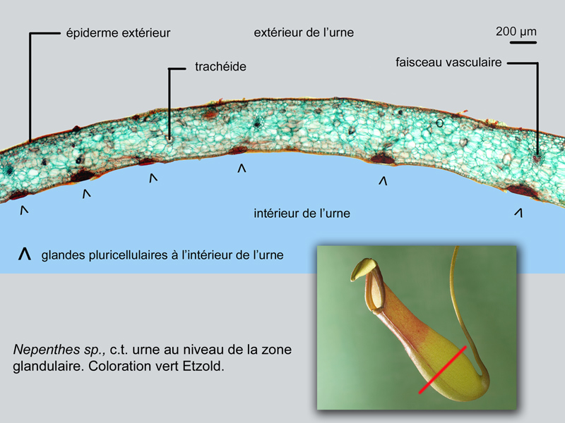 Nepenthes sp., urne, histologie #18955