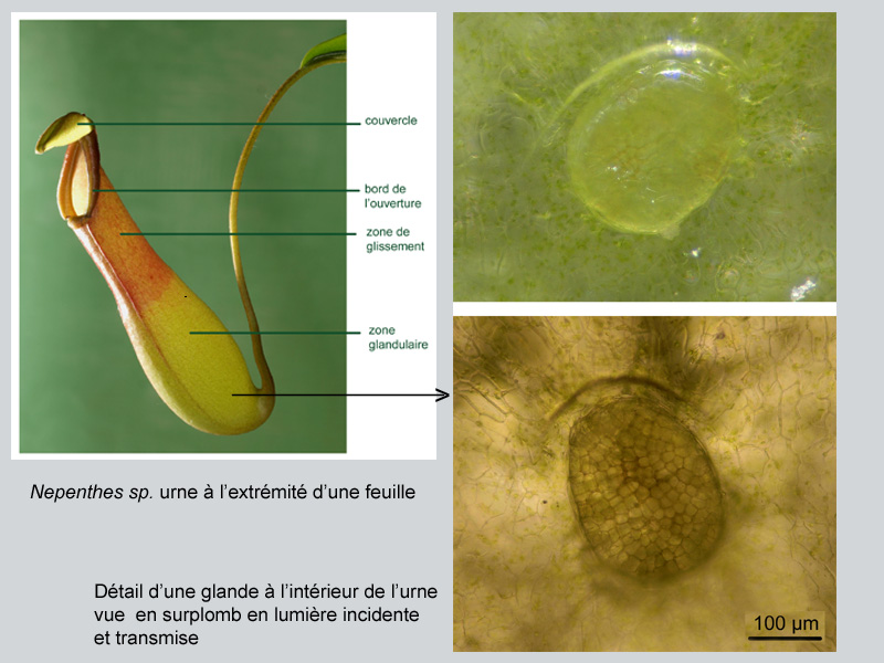 Nepenthes sp., urne, histologie #18954