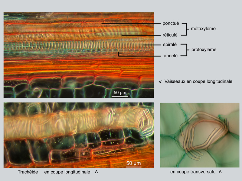 Nepenthes sp., tige, histologie #19123