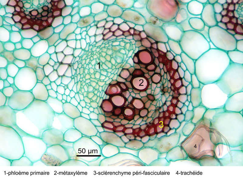Nepenthes sp., tige, histologie #19122