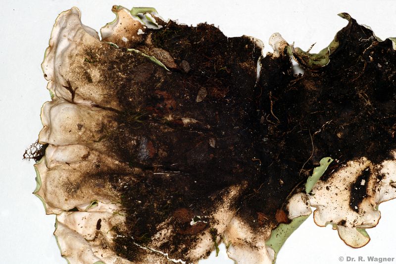Nephroma arcticum #40601