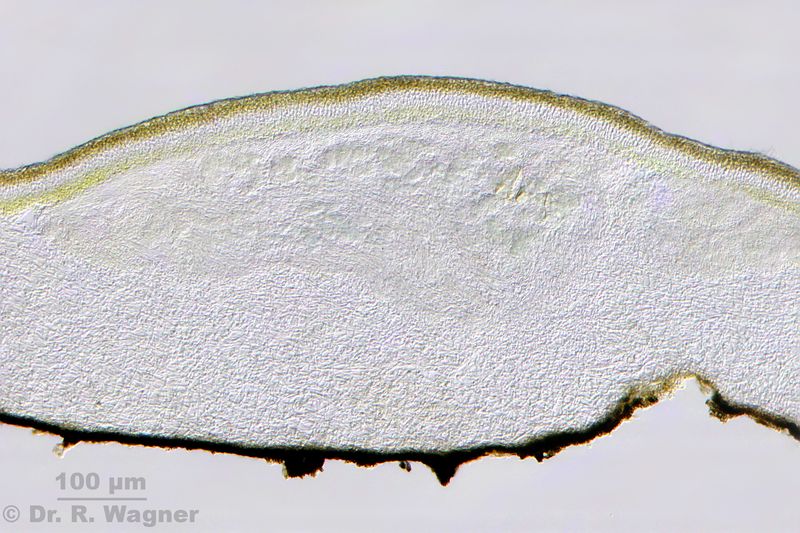 Nephroma arcticum #40603
