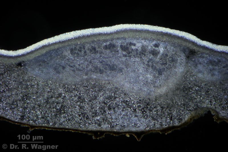 Nephroma arcticum #40604