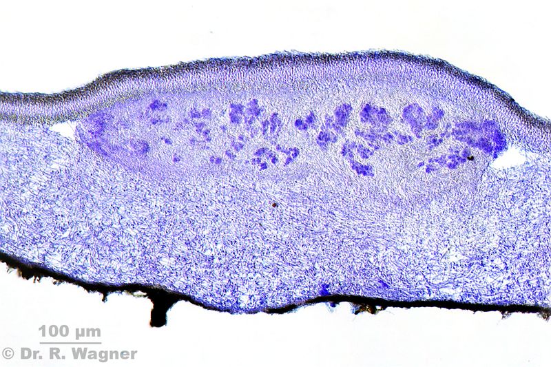 Nephroma arcticum #40602