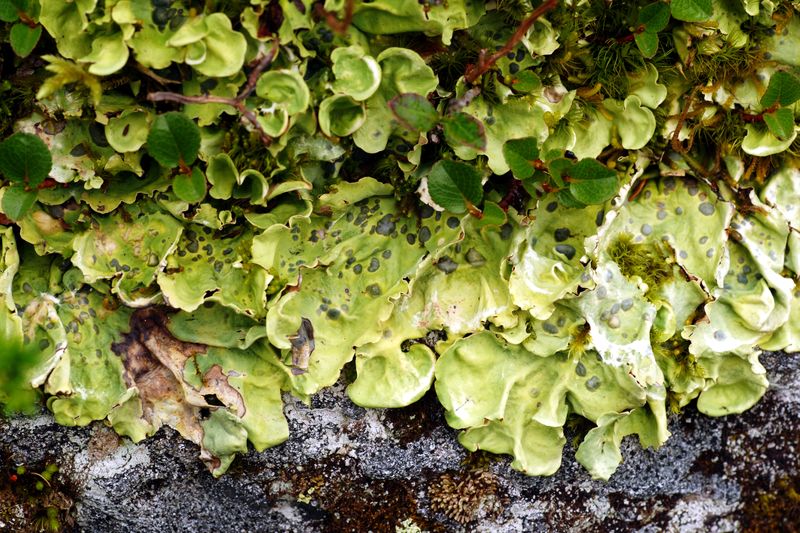 Nephroma arcticum #40600