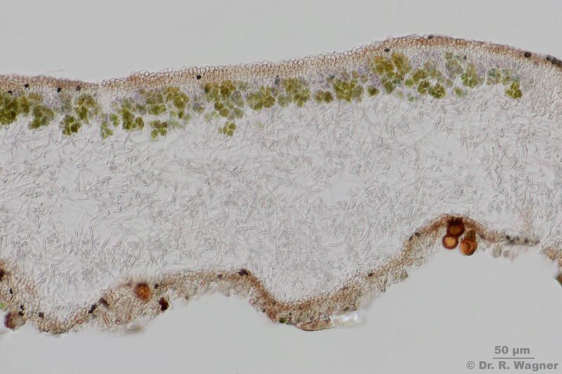 Nephroma laevigatum #28914