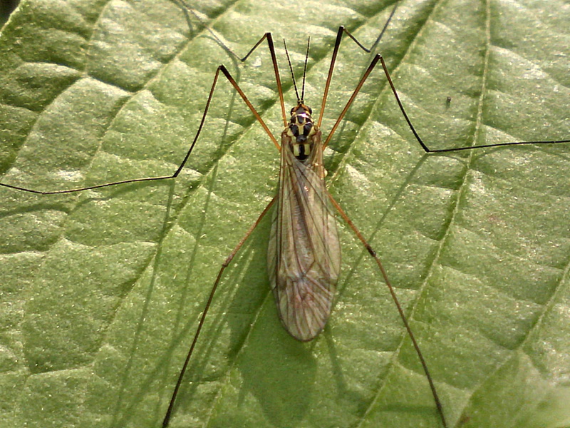 Nephrotoma sp #31354