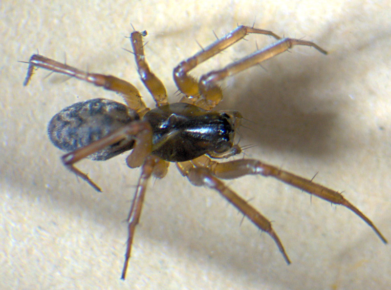 Neriene clathrata (Sundevall) - Linyphiidae #6080