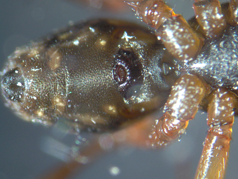 Neriene clathrata (Sundevall) - Linyphiidae #6081