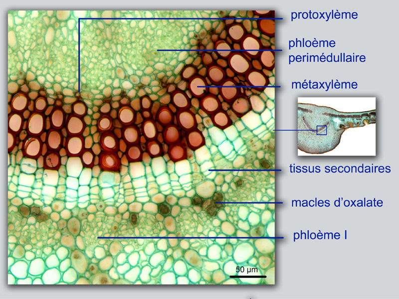 Nerium oleander, histologie #18211