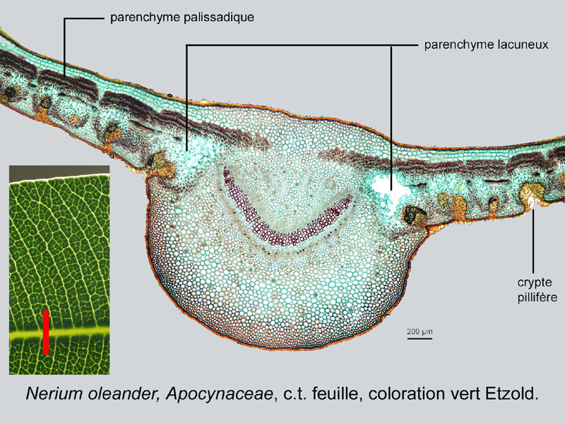 Nerium oleander, histologie #18209