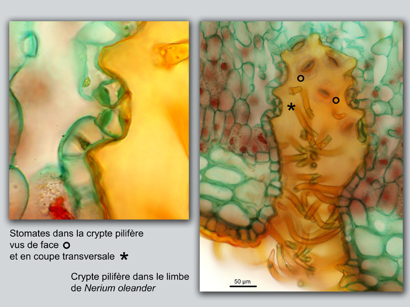 Nerium oleander, histologie #18210