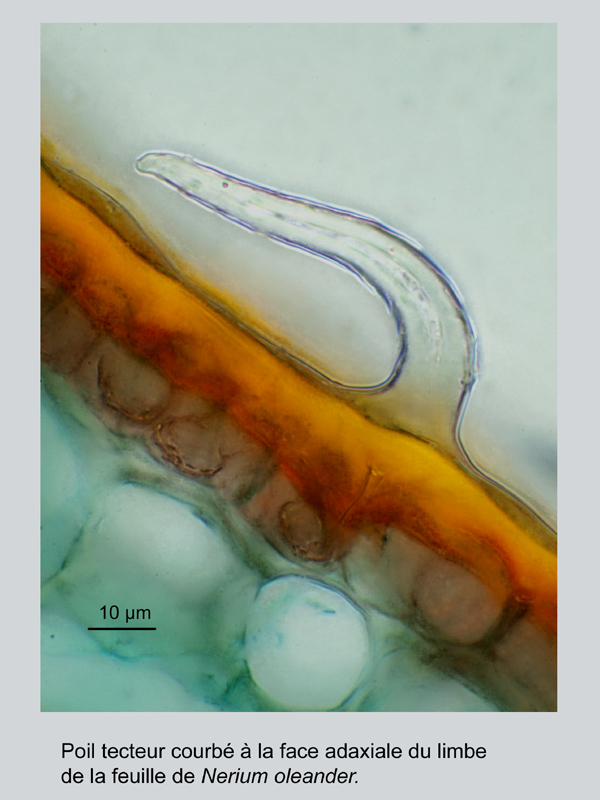 Nerium oleander, histologie #18212