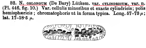 Netrium cylindricum ( West et G.S.West)Coesel et Meesterss #82418