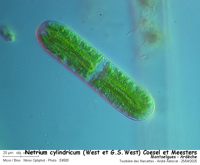 Netrium cylindricum ( West et G.S.West)Coesel et Meesterss #82203