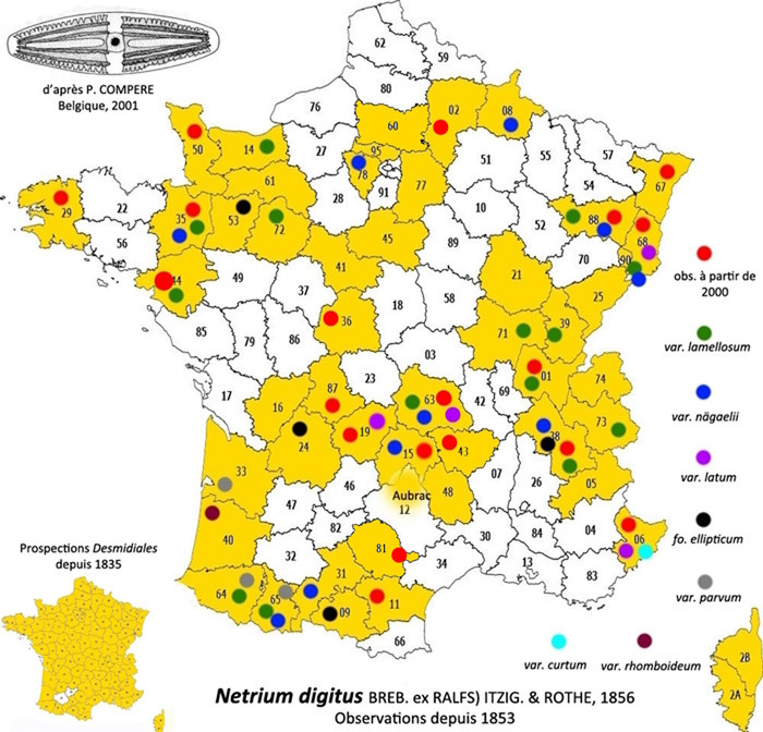 Netrium digitus Itzigs.et Rothe #84263