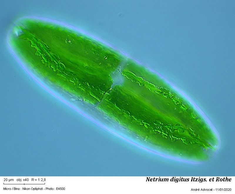 Netrium digitus Itzigs.et Rothe #61509