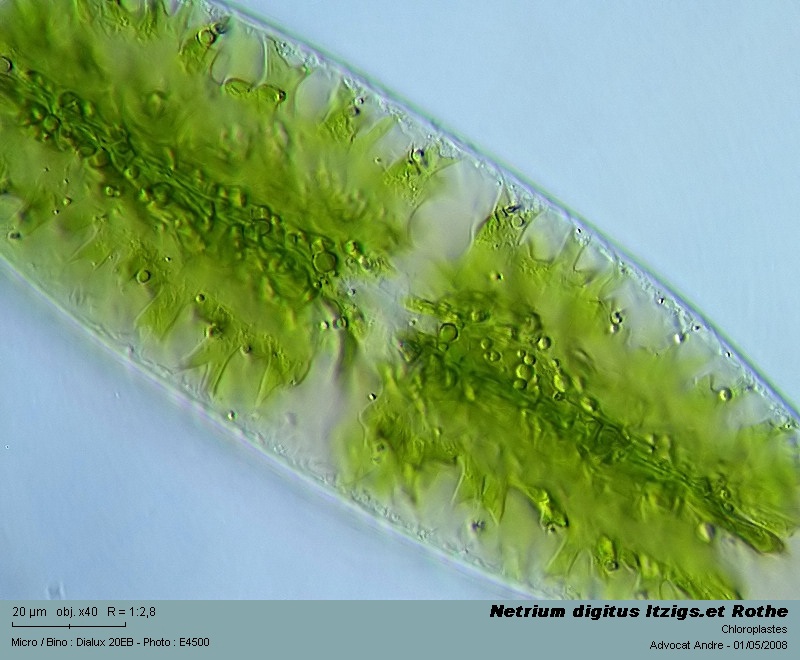Netrium digitus Itzigs.et Rothe #61510