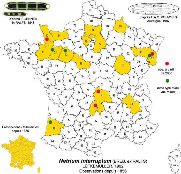 Netrium interruptum #84262