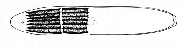 Netrium interruptum #81864