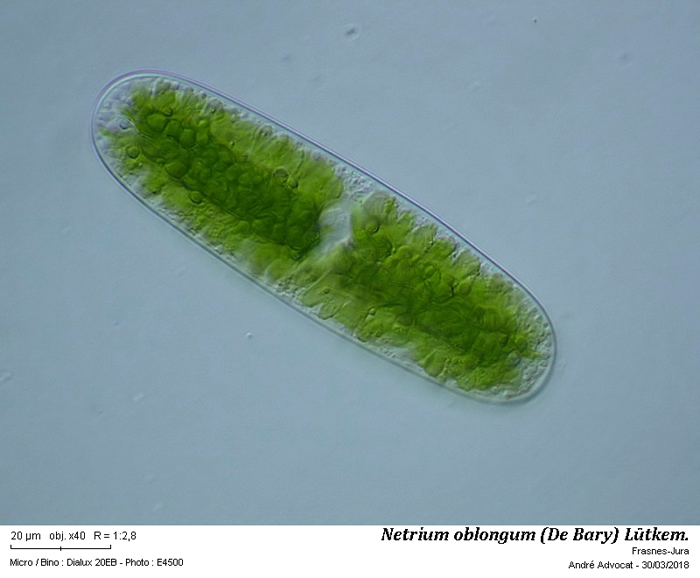 Netrium oblongum (De Bary) Lütkemüller, 1902 #82491