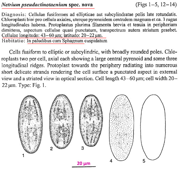 Netrium pseudactinotaenium Coesel #86007