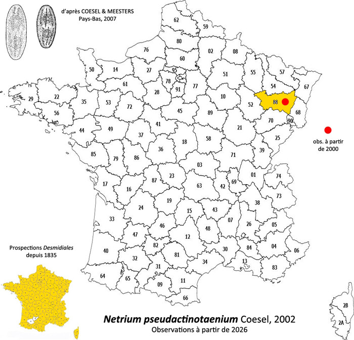 Netrium pseudactinotaenium Coesel #86006
