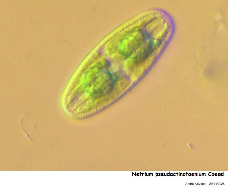 Netrium pseudactinotaenium Coesel #85971