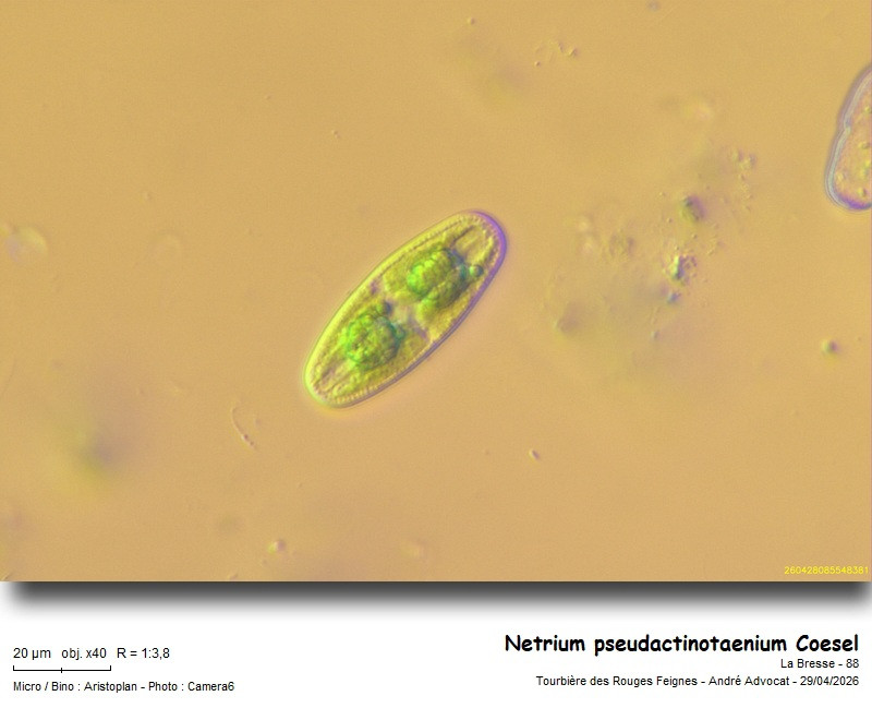 Netrium pseudactinotaenium Coesel #85969